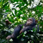 Šimpanze se okrenule protiv prijatelja u krvavom obračunu: Naučnici zapanjeni istorijskim podacima