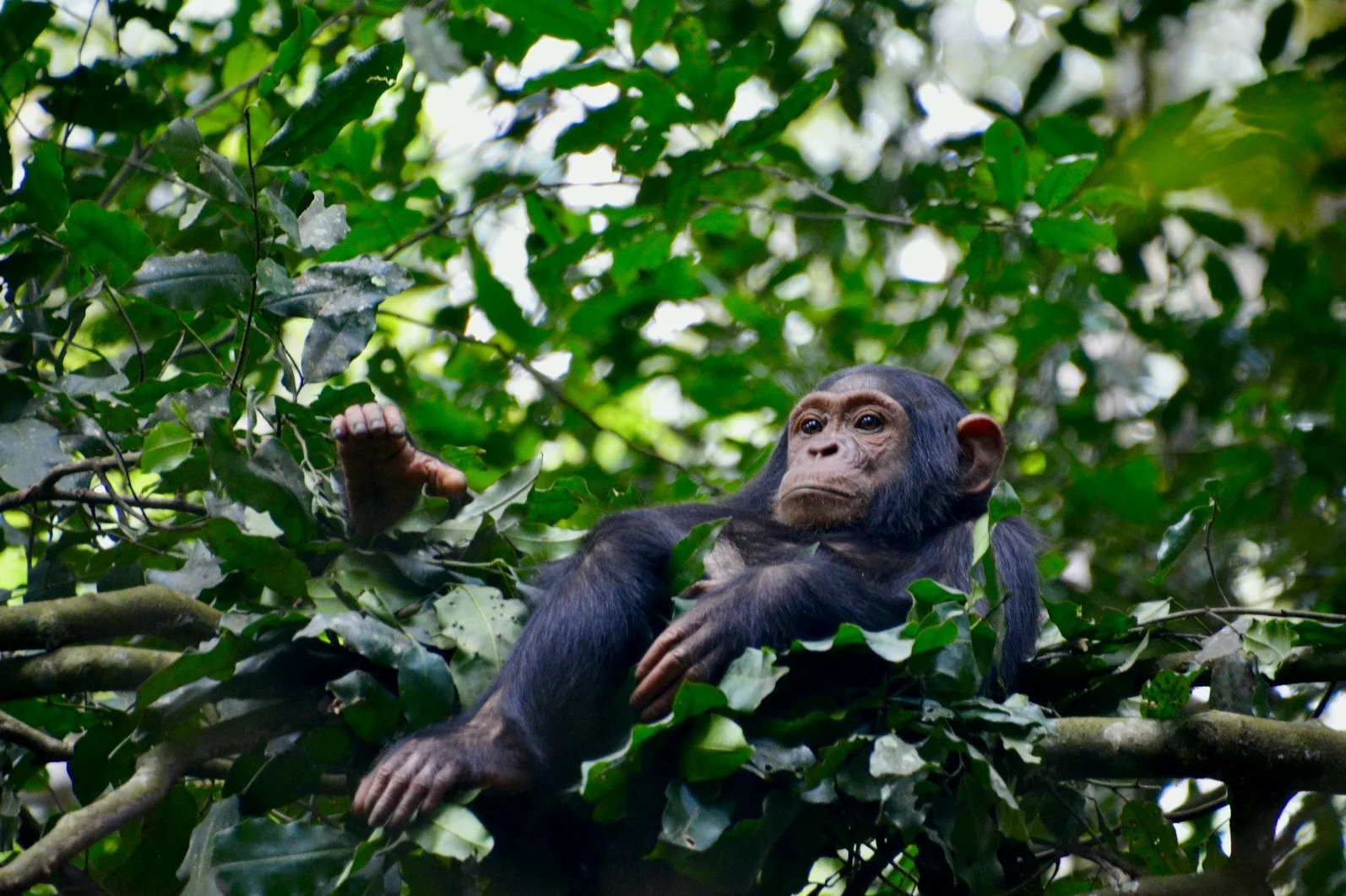 Mladi šimpanza leži među lišćem u drvetu.