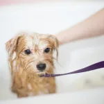 Koliko često trebate kupati svog psa? Evo pravila koja svaki vlasnik mora znati