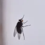 Pauci i insekti ne podnose ovaj miris: Stručnjakinja otkrila jednostavnu metodu za prirodnu zaštitu doma