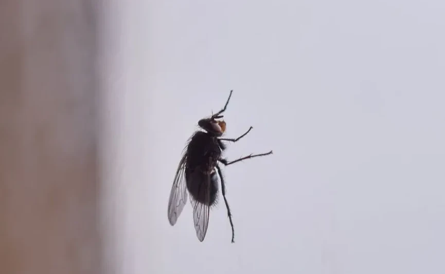 Krupni plan muhe koja stoji na staklenoj površini, s lijevom stranom slike zamućenom u smeđe i bež tonove, dok je pozadina iza muhe svijetlo siva.