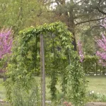 Dan planete Zemlje u Banjaluci: Zasađene prve zaštićene žute bukve, a najmlađi uče kako se čuva priroda