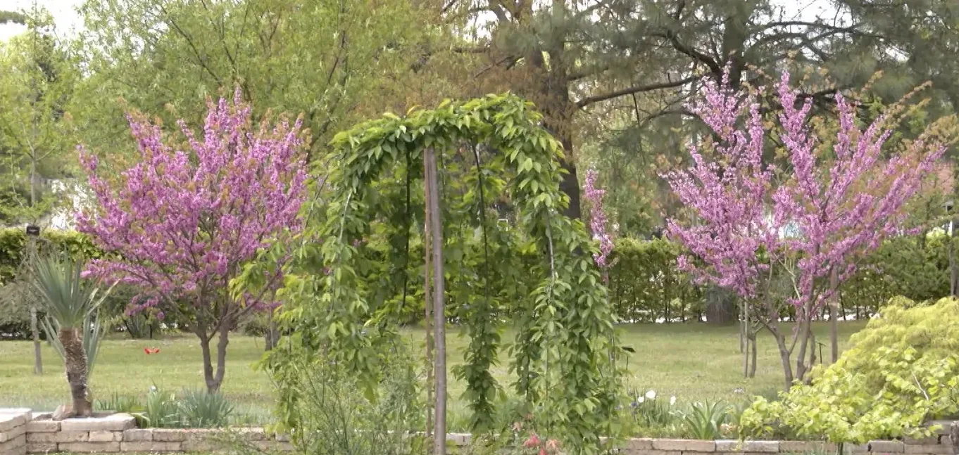 Fotografija parka u proljeće sa drvetom plačljivcem u prvom planu i drvećem prekrivenim roza cvjetovima u pozadini.