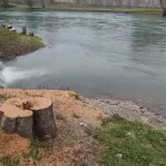 Banjaluka u zelenom haosu: Stanivuković priznao grešku nakon sječe vrba uz Vrbas, aktivisti traže krivičnu odgovornost