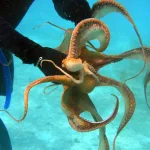 Fosilno otkriće: Hobotnice duge 19 metara vladale su morima prije 100 miliona godina