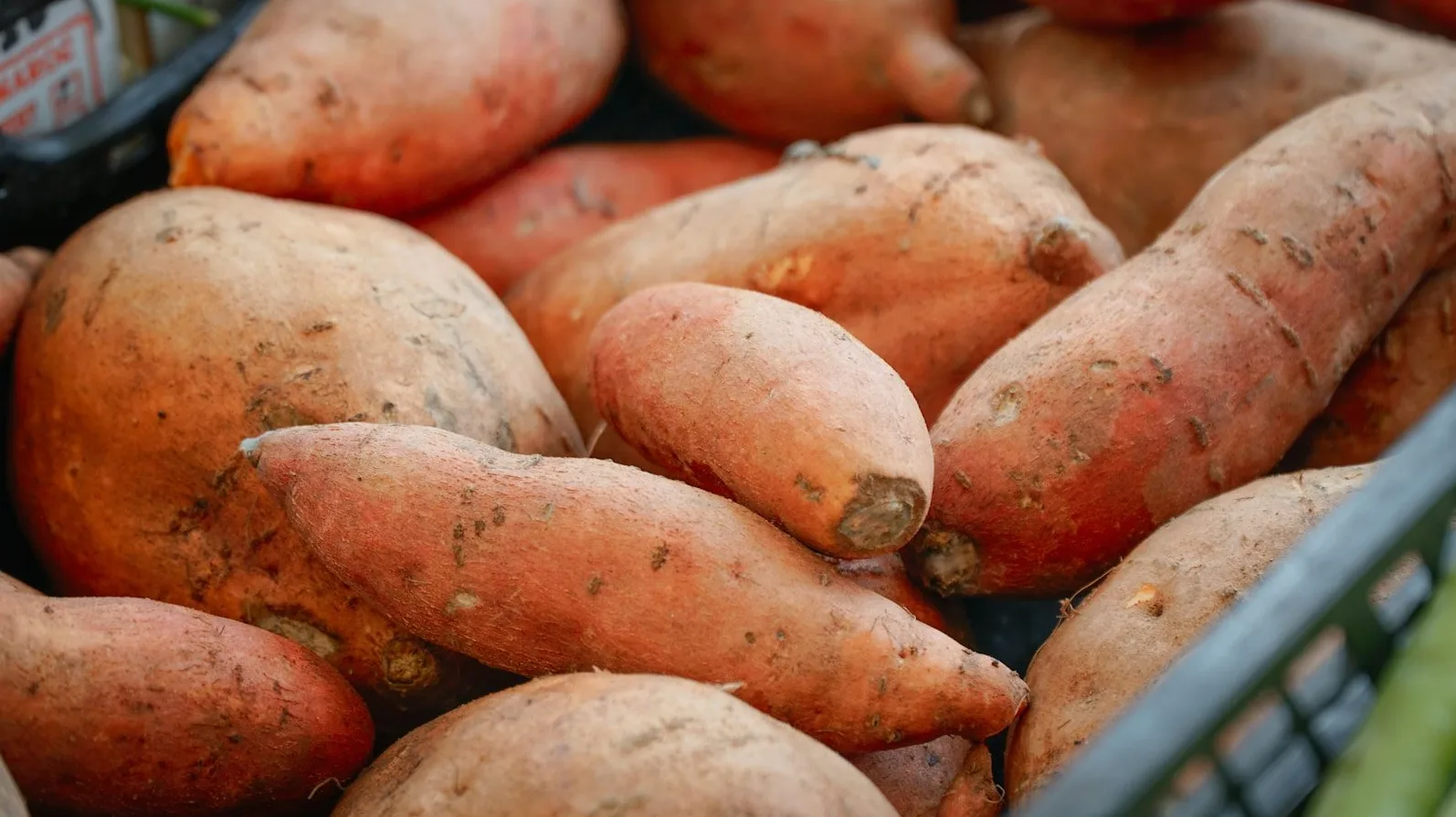 Krupni plan gomolja slatkog krompira narandžaste boje, nekih sa tragovima zemlje, složenih u crnu plastičnu korpu.