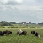 Evropski bizon se vraća: Kako najveći kopneni sisar kontinenta donosi život šumama i hvata ugljik
