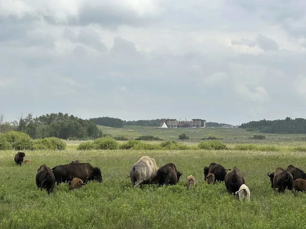 Stado sjevernoameričkih bizona, uključujući mladunčad, pase na zelenoj poljani pod oblačnim nebom. U daljini se naziru drveće, tipiji i velika zgrada.