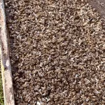 Masovni pomor pčela u Gračanici: Pčelari upozoravaju na pogrešno prskanje pesticida