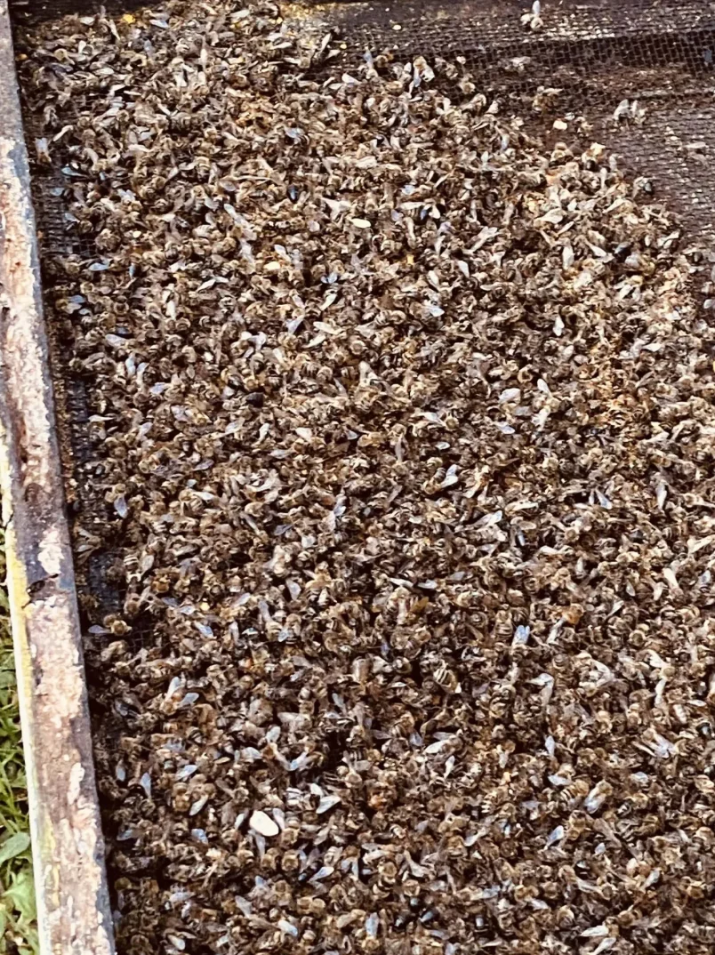 Mnoštvo mrtvih pčela na dnu košnice