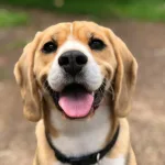 Ozbiljna opasnost za pse: Kako prepoznati piroplazmozu i zaštititi ljubimca