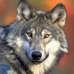 SAD: Roditelji tuženi zbog ugriza vuka u zoološkom vrtu, dijete uspjelo ući u zabranjeni prostor dok su oni gledali u telefone