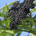 Sok od crne zove mijenja crijevnu mikrofloru i ubrzava metabolizam