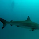 Napad ajkule na Rottnestu: Muškarac teško povrijeđen, prevezen helikopterom