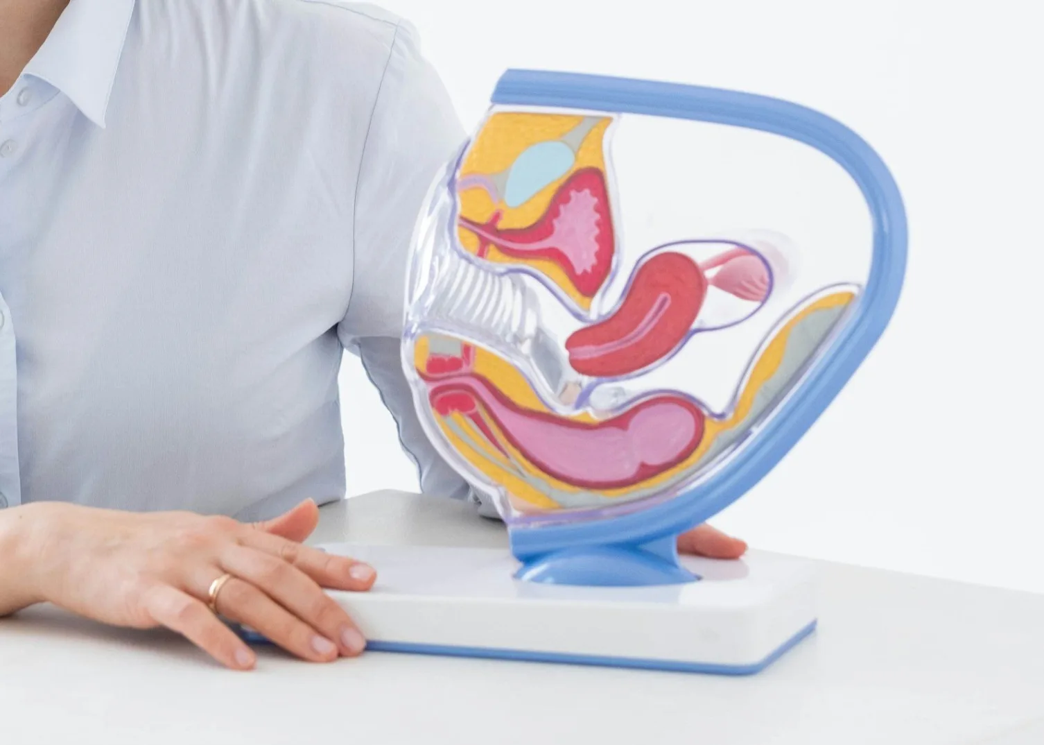 Anatomski model ženskog reproduktivnog sistema sa prikazanim matericom, jajnicima i jajovodima.