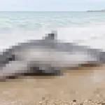 Pronađen delfin sa prostrijelnom ranom na obali u Umagu