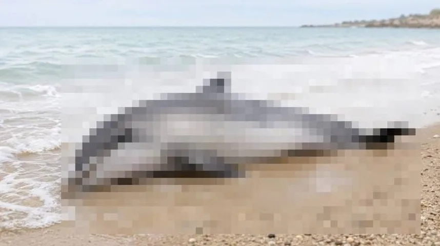 Mrtvi dupin na pješčanoj plaži s valovima mora u pozadini.