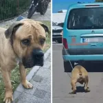 Šibenska policija privela muškarca: psa vukao vezanog za automobil