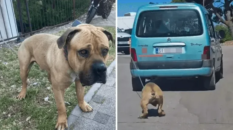 Krupni plan psa pored puta i psa koji se vozi na prikolici automobila