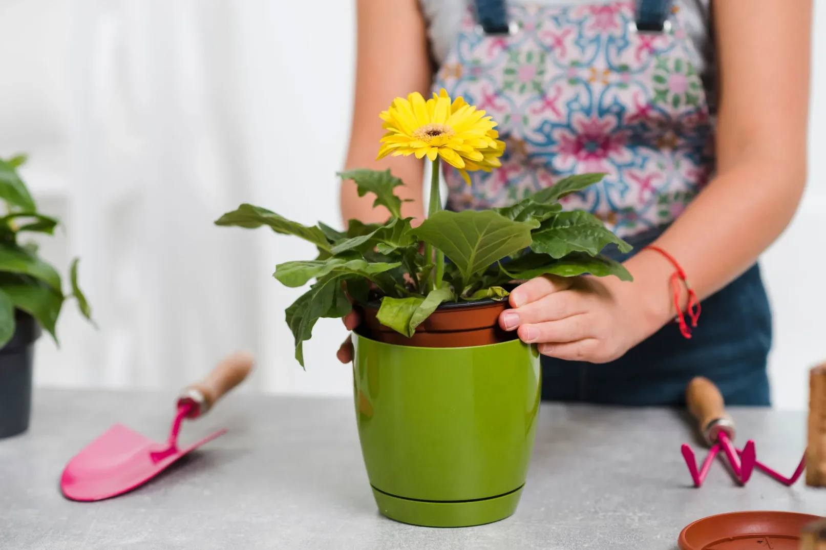 Žuta gerbera u saksiji, drži je osoba sa keceljom