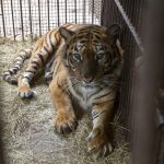 Tigar teško ranio radnika u skloništu kod Leipziga