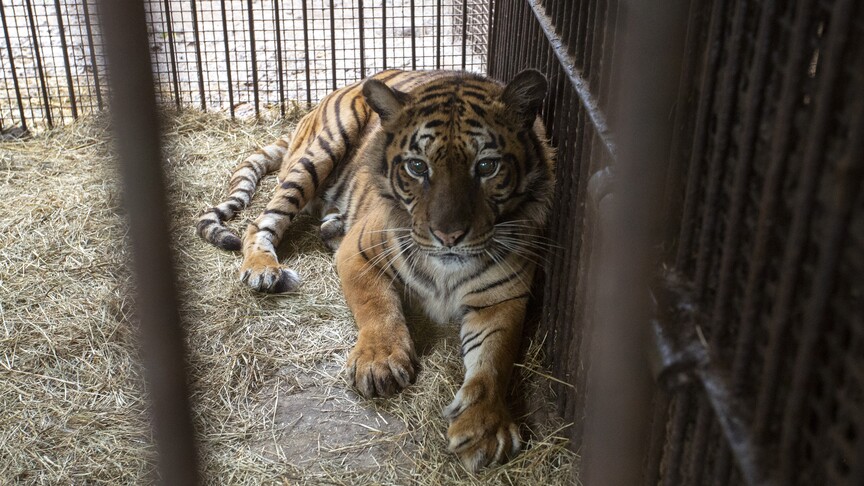 Tigar teško ranio radnika u skloništu kod Leipziga