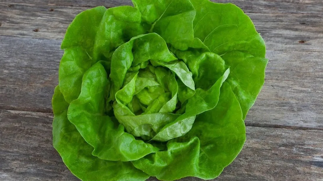 Svježa glavica zelene salate sa zelenim listovima na drvenoj podlozi