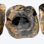 Neandertalci su izvodili stomatološke zahvate prije 60.000 godina