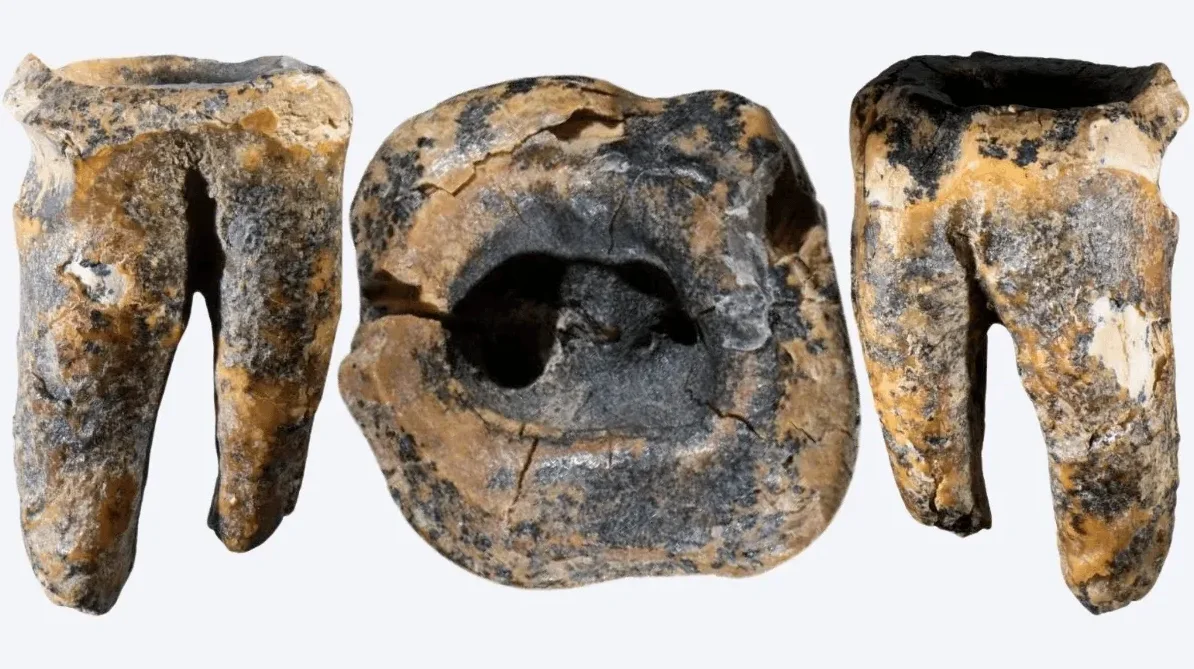 Zub neandertalca iz pećine Krapina