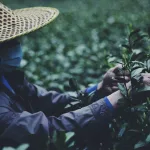 Longjing čaj iz Kine: Zašto se njegovi listovi beru ručno u samo nekoliko dana