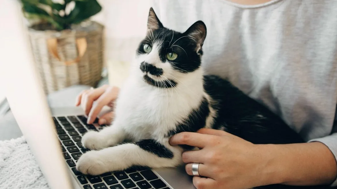 Crno-bijela mačka s zelenim očima sjedi na krilu osobe koja radi na laptopu, dodirujući tipkovnicu šapom.