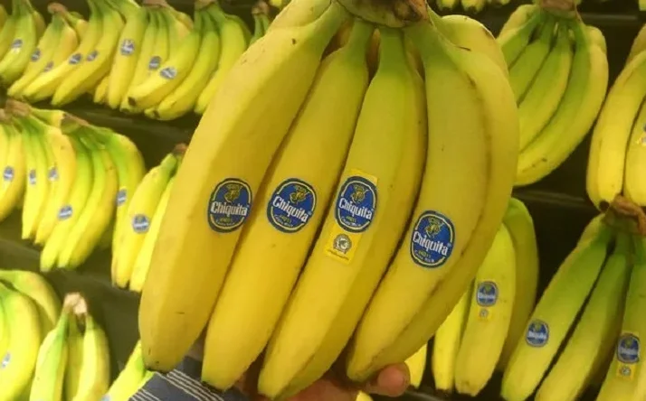 Sveže žute banane marke Chiquita izložene na polici supermarketa.