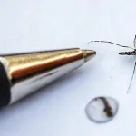 Šri Lanka: 44.480 oboljelih od denga groznice, 28 preminulih