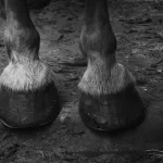 Tragičan slučaj u Križevcima: Veterinar preminuo od udarca kobile