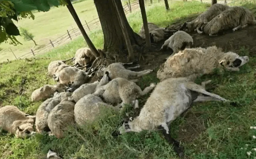 Velika grupa ovaca leži na travi pod hladovinom drveta.