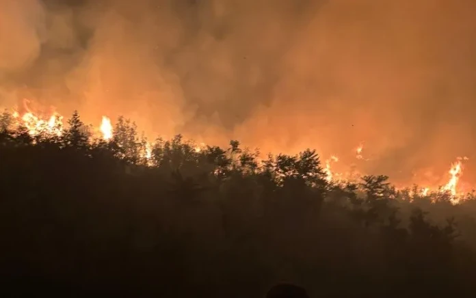 Šuma u plamenu sa gustim narandžastim dimom koji se diže u nebo.