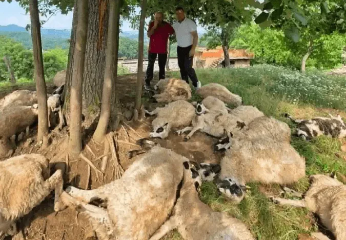 Stado ovaca leži na travi ispod drveta, dok dva muškarca stoje iznad njih.