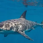 Susret na 40 metara: Ronioci snimili veliku bijelu ajkulu kod Sicilije