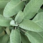 Mediteranska biljka koju su stari smatrali svetom: Otkrijte moć kadulje