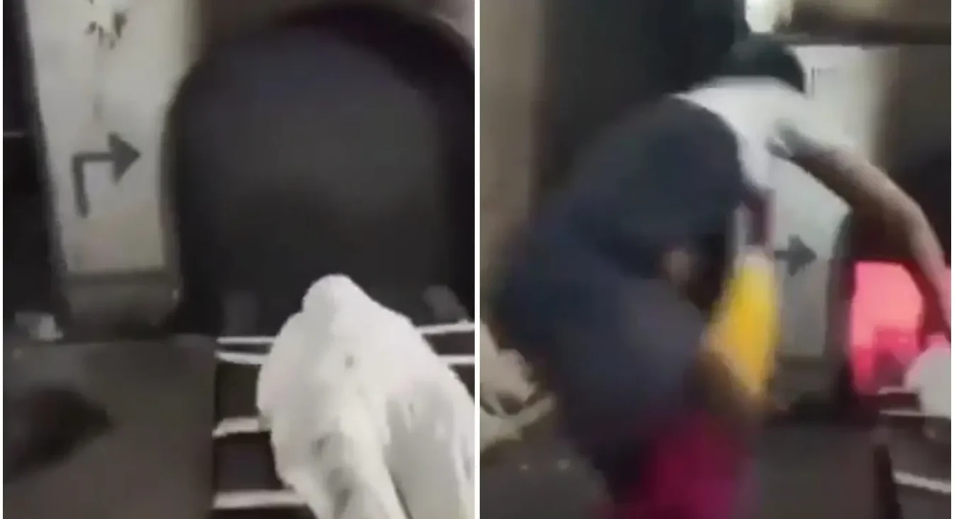 Bijeli golub na stepenicama i osoba u pokretu