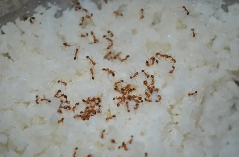 mali braonkasti mravi koji hodaju po kuhanom pirinču