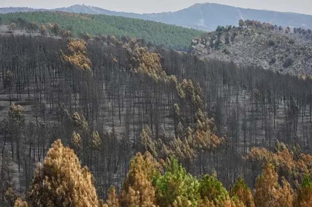 Planinski pejzaž sa izgorjelom šumom, vidljivi su sprženi crni stabla i ponegdje požutjelo lišće, dok je u pozadini zelena borova šuma