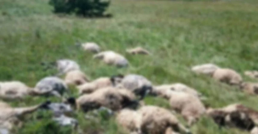 Veliki broj ovaca leži na zelenoj, travnatoj livadi.