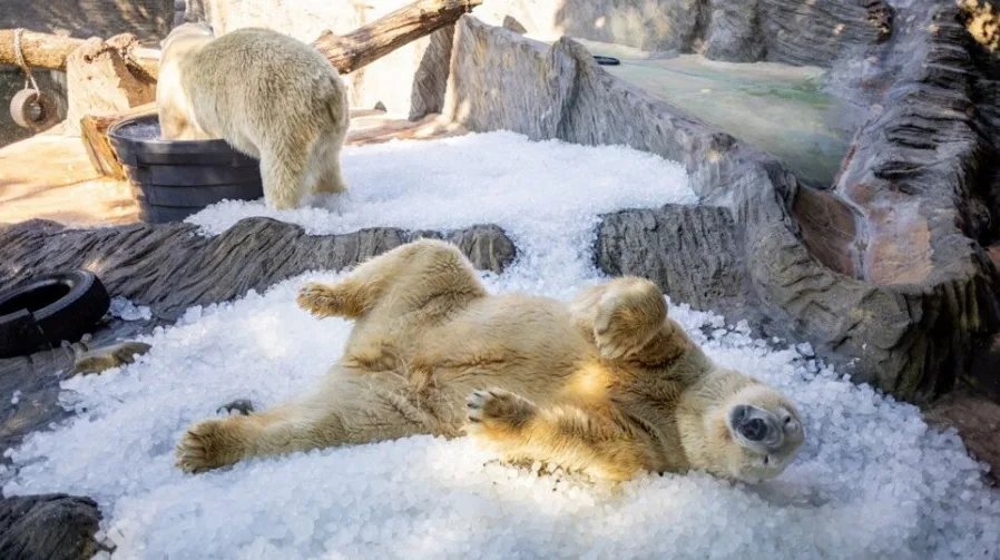 Polarni medvjed leži na leđima u umjetnom snijegu, dok se drugi medvjed nazire u pozadini kako kopa u crnoj kanti.