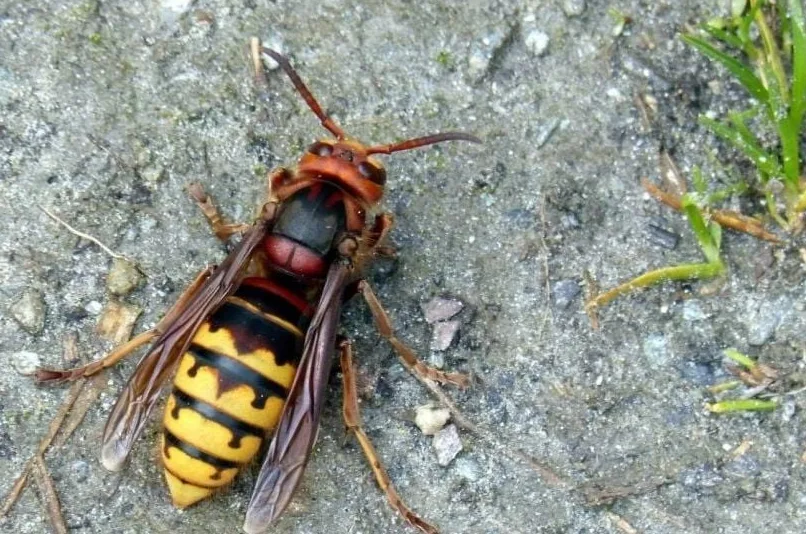 Krupni plan stršljena jarkih boja na šljunkovitom tlu.