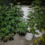 Akcija “Plantaža 2026”: Policija u Doboju zaplijenila marihuanu i amfetamin