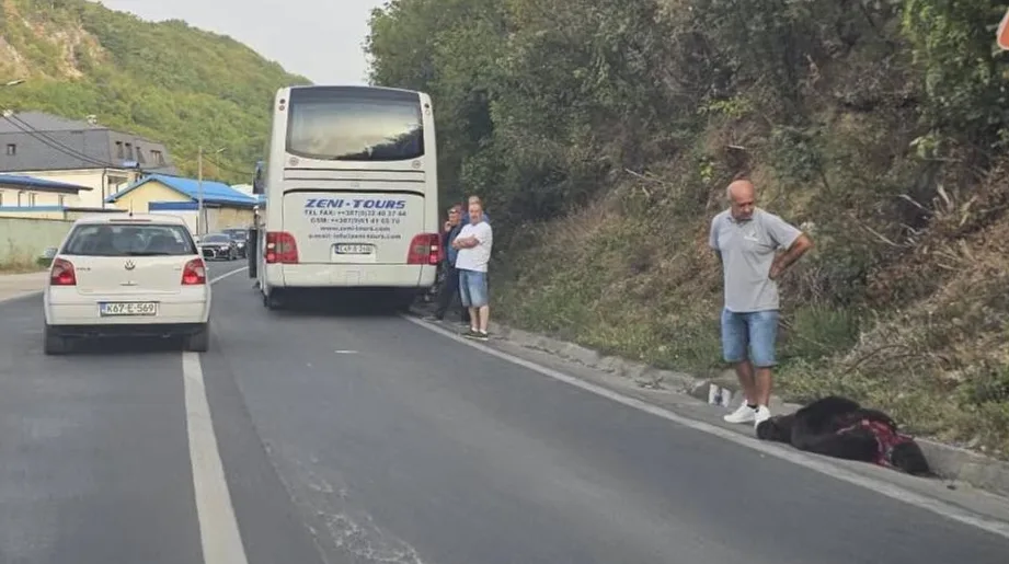 Autobus udario medvjeda kod Travnika