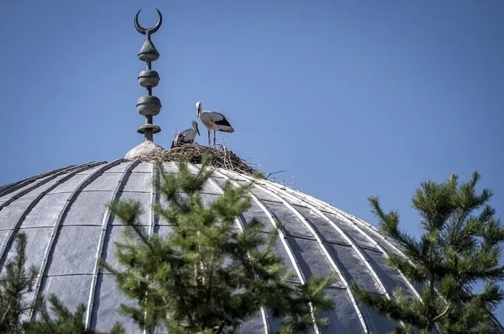 Crna roda sa svojim mladuncem na gnijezdu, smještenim na vrhu metalne kupole džamije, ukrašene tradicionalnim polumjesecom.