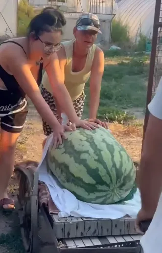 Divovska lubenica spremna za rezanje