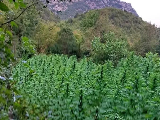 Plantaža kanabisa u Drežnici